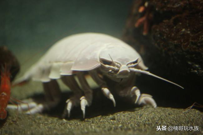 至今还未灭绝的远古深海怪物,六大最可怕的深海怪物