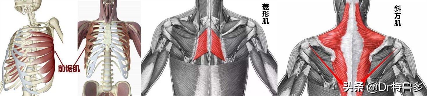蝴蝶骨不是一种病吗,蝴蝶骨是颈椎病吗