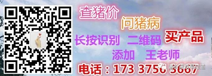 仔猪掐架,仔猪掐架是什么原因