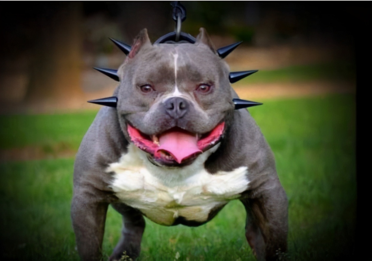 最好养而忠心的狗,公认十大适合上班族养的小型狗