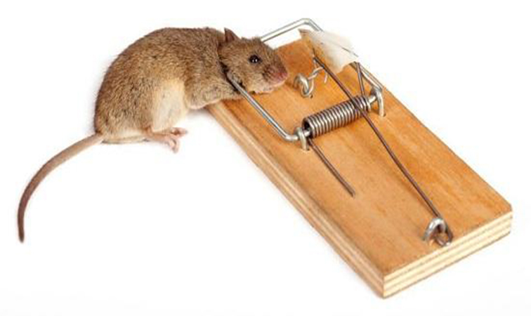 广州越秀区灭老鼠最好的方法,广州灭老鼠