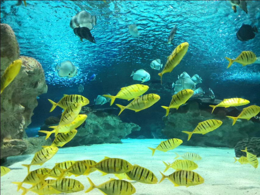 北京工体富国海底世界周一营业,北京工体富国海底世界旅馆