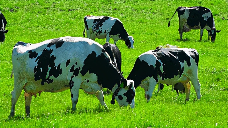 水牛奶和纯牛奶最大的区别,火爆全网的牛奶