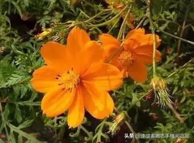 各种花的花语文案,花的花语100种