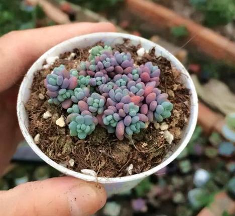 多肉植物姬星美人怎么养,姬星美人开花了要剪掉吗