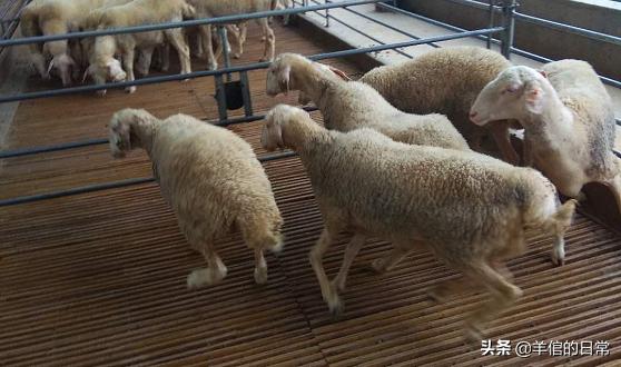 绵羊养殖技巧教学,绵羊的正确养殖方法