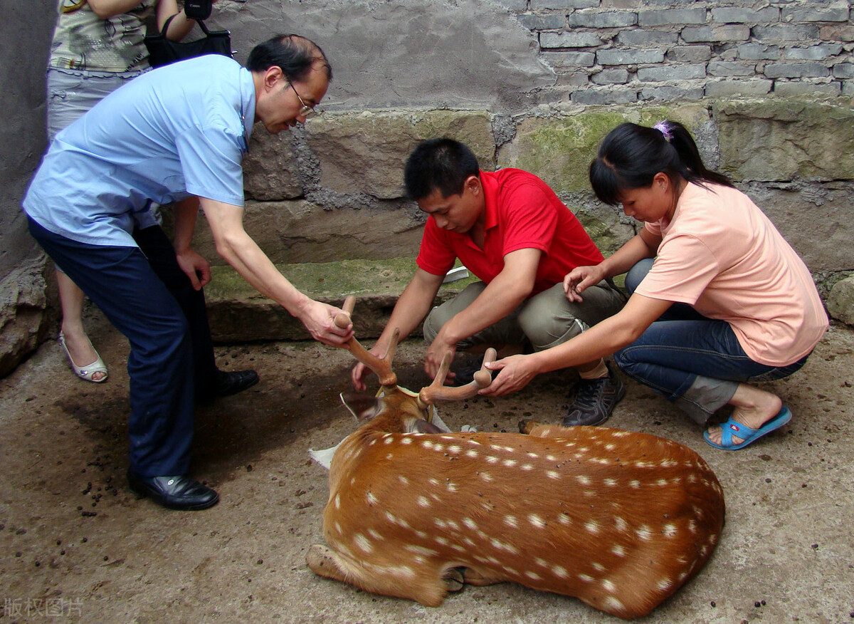 割鹿茸时梅花鹿会不会感觉到痛,梅花鹿鹿茸割掉会痛吗