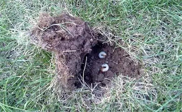 养花的虫害分类及防治,养花如何预防虫害视频教程