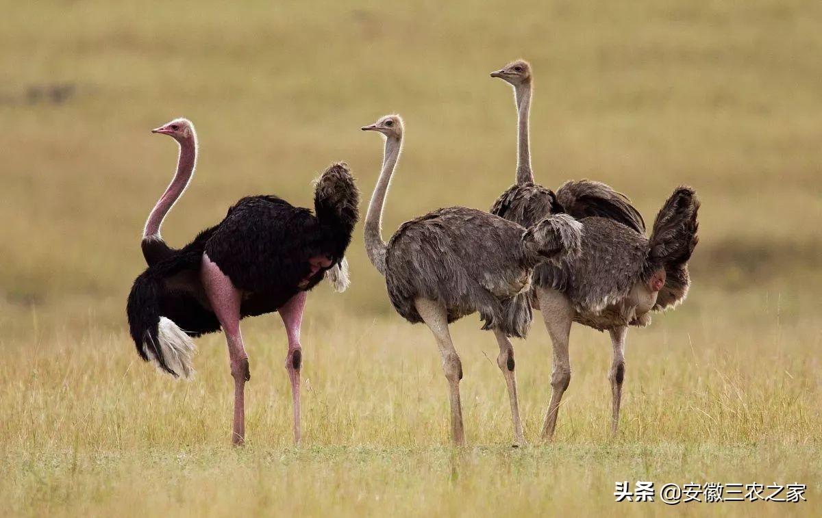 每年下蛋300的鸡,3000只下蛋鸡成本多少利润多少