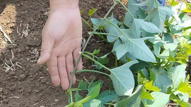 红薯如何种植高产教你三招,红薯高产最好的种植方法