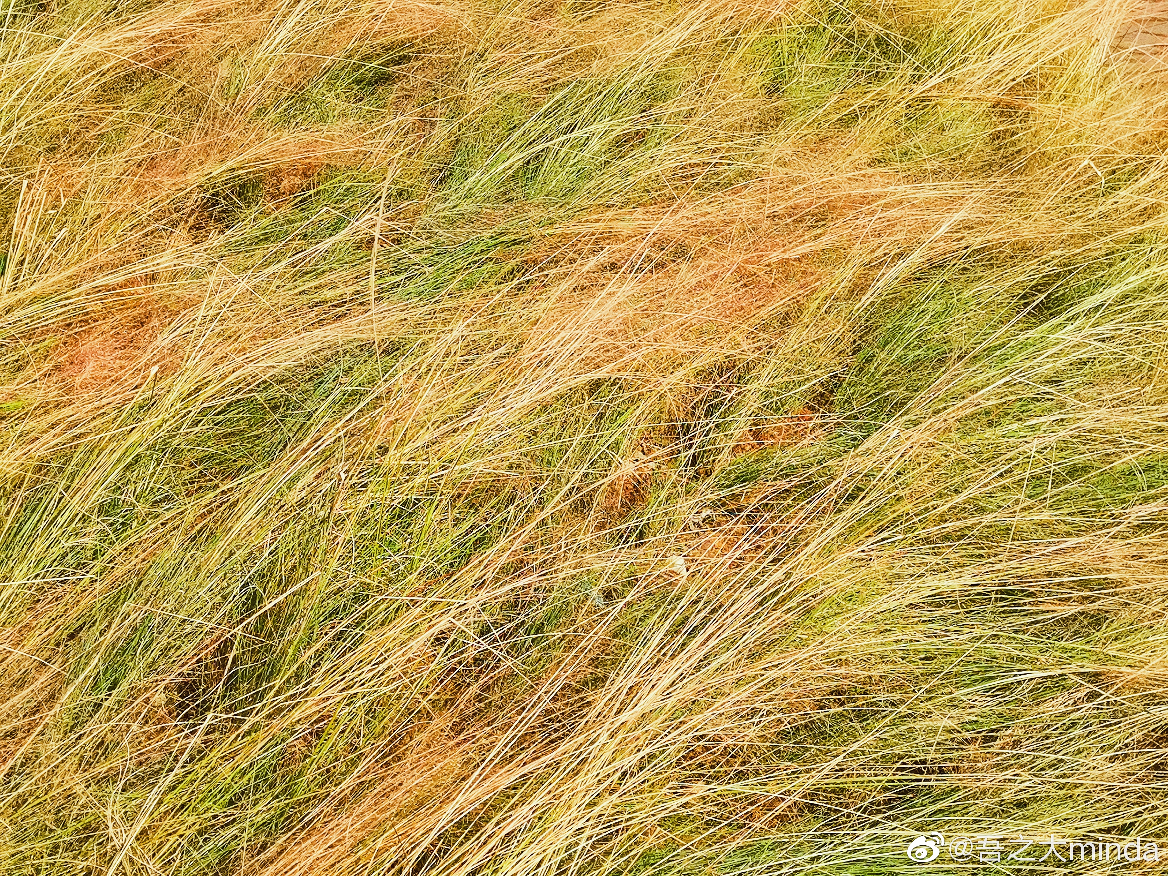 梧桐山下幽径,梧桐山下清风明月