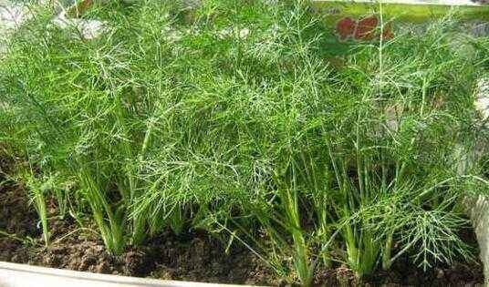 阳台蔬菜怎么养,一月份阳台上适合种植什么蔬菜