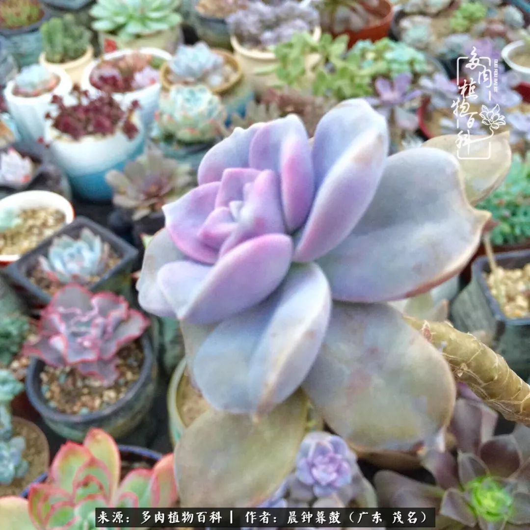 轻轻地告诉你，我的多肉也曾美过，不信你看看