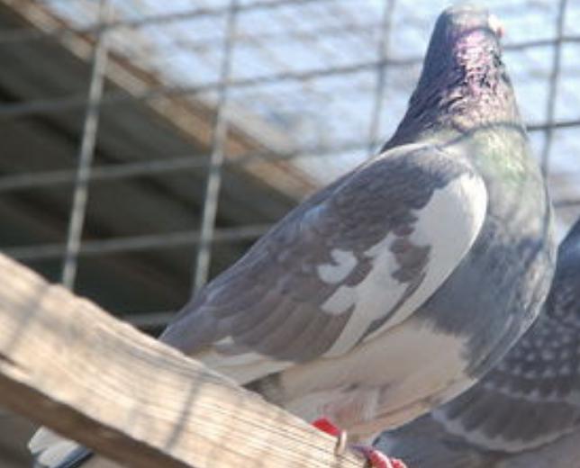赛鸽主羽皱纹怎么回事,赛鸽粪便有血怎么回事
