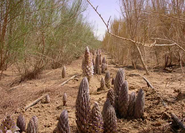 抗衰老用什么中药泡水喝最好呢,野山参抗衰老