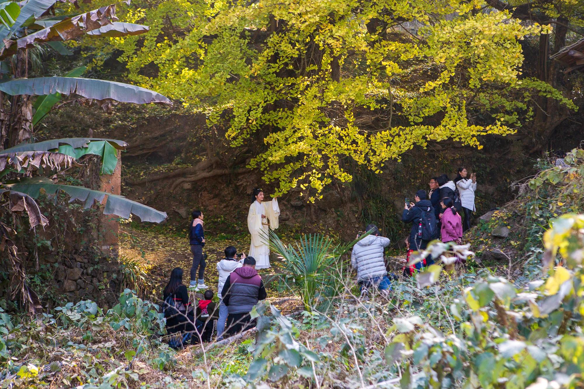 高岭古村银杏,高岭乡高岭村