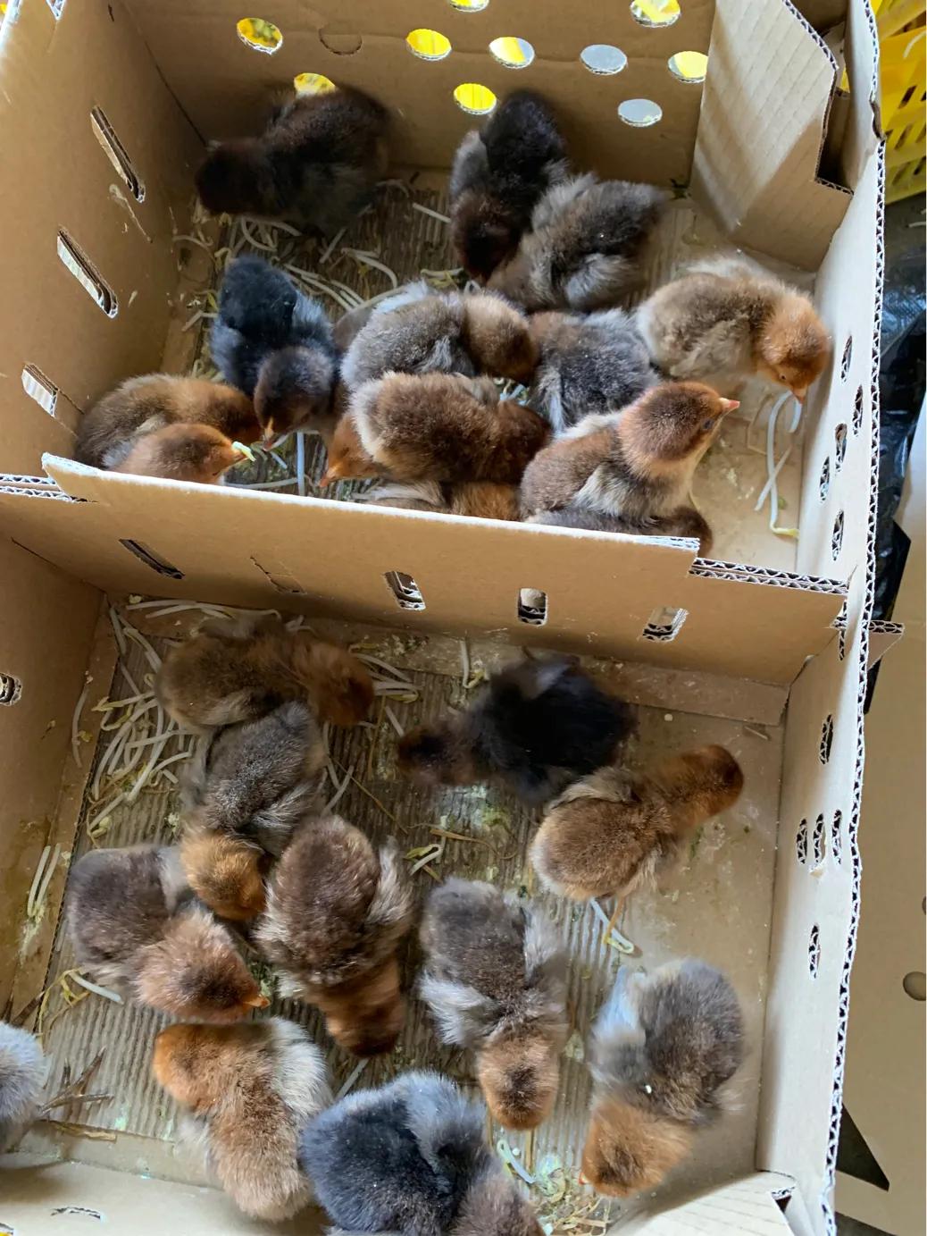 合浦山口镇顺剑家禽批发,广西秉信家禽