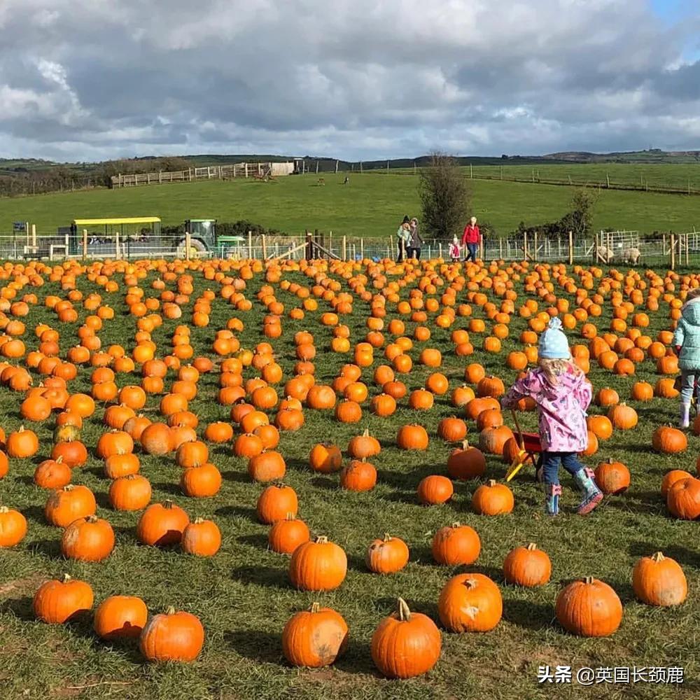 南瓜大作战任务,南瓜大作战活动攻略
