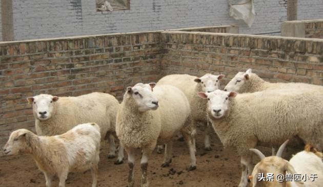养羊的心态很重要,养羊的一些知识