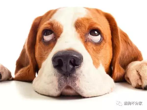 狗狗腿受凉了有什么症状,狗狗受凉感冒喷嚏咳嗽咋办