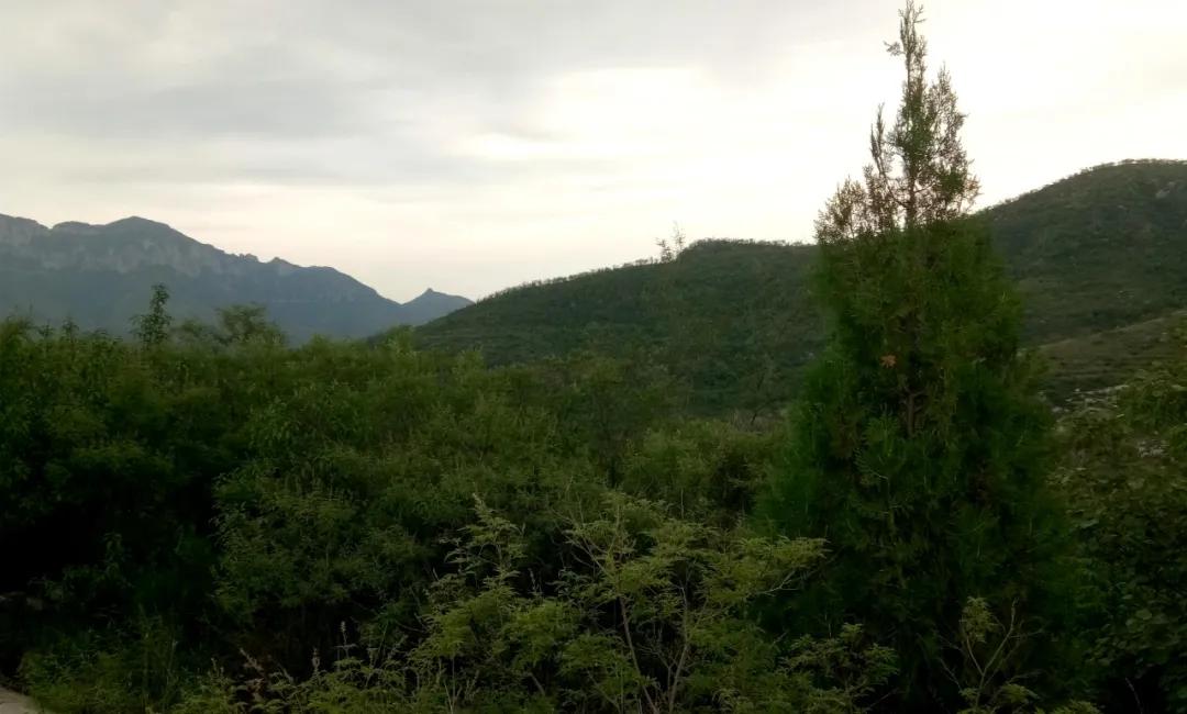 鑱氶緳灞辫幉鑺辨礊瑙嗛,姝﹀畨鑾茶姳娲炶仛榫欏北