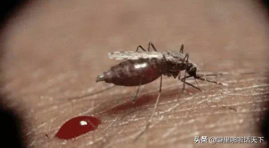 蚊子喜欢咬什么人跟血型有关系吗,蚊子喜欢咬什么人跟血型有关吗