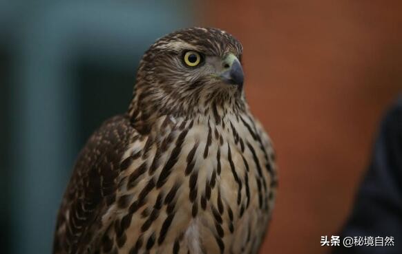 熬鹰是什么意思，最残忍的驯化方式，人与猎鹰都不睡觉意志对抗