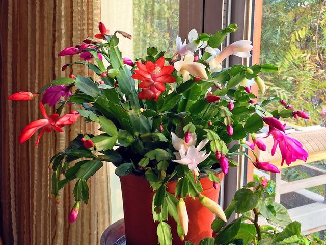 开花超美de仙人掌三千金：蟹爪兰、仙人指、假昙花，你能分清吗？