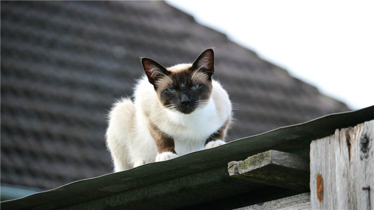 当猫咪看着你的时候在想什么,当猫咪出现这6种表现