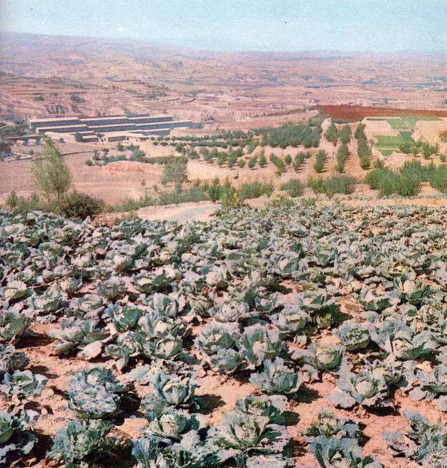 农业学大寨大寨村现况,农业学大寨指的是哪个大寨村