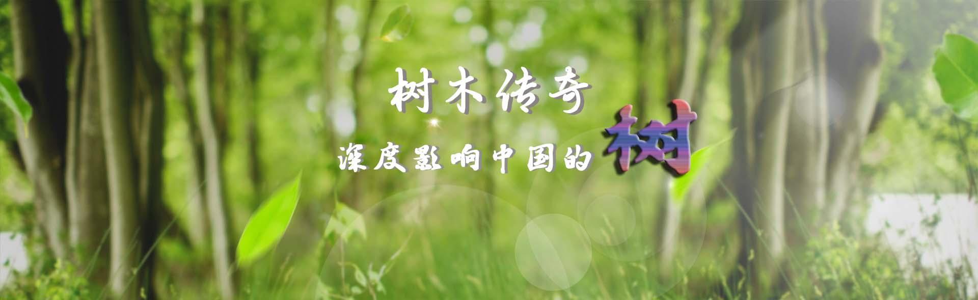 【树木传奇】一片东方神奇树叶——茶树