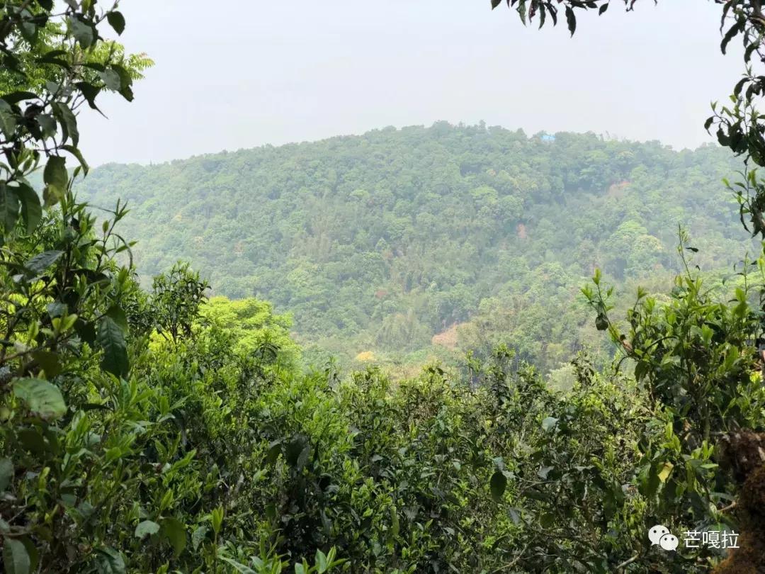 茂林原始森林,茂林修缘