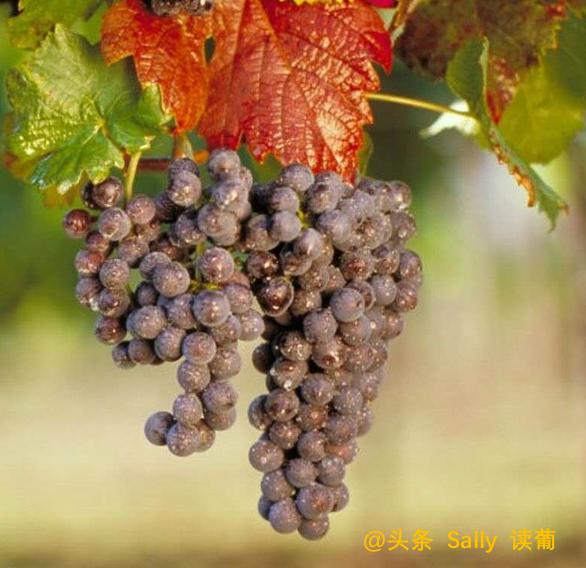 红酒在酒庄经历了什么？争议如此大？朱广权式幽默告诉你