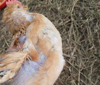 鸡的眼肿胀是什么病怎么治疗,鸡的身体肿是什么病