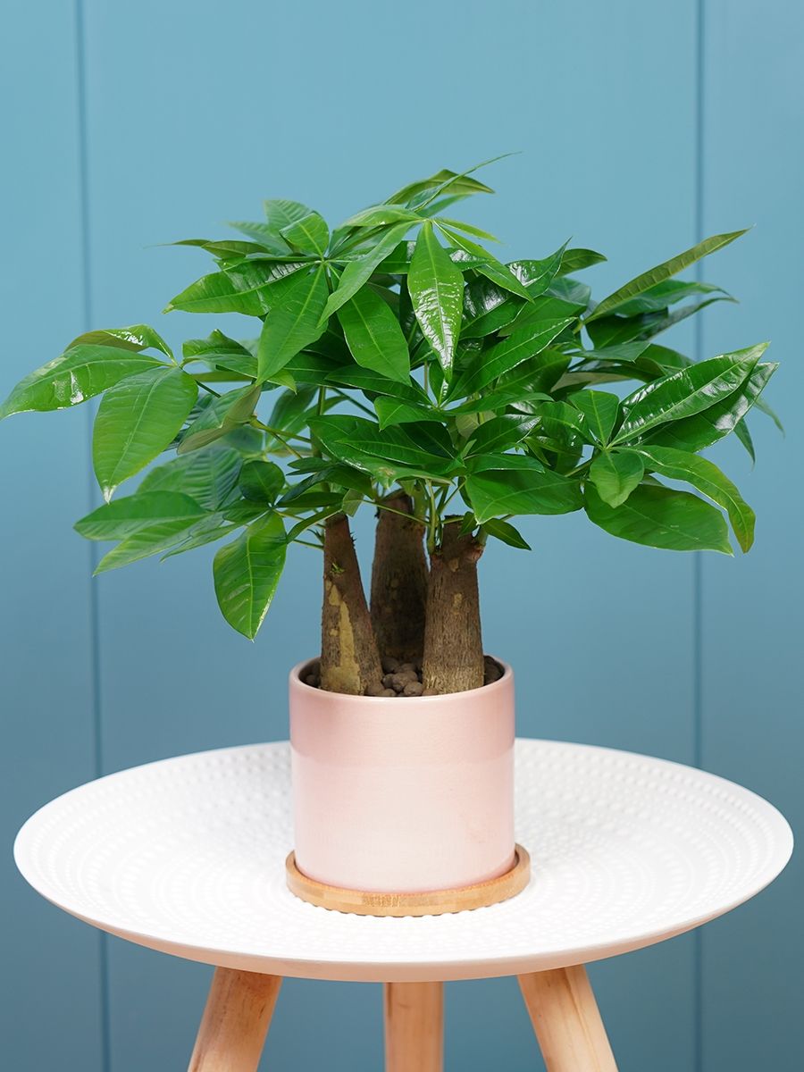 发财树叶子发黄是什么原因导致的,发财树叶子发黄是缺什么营养