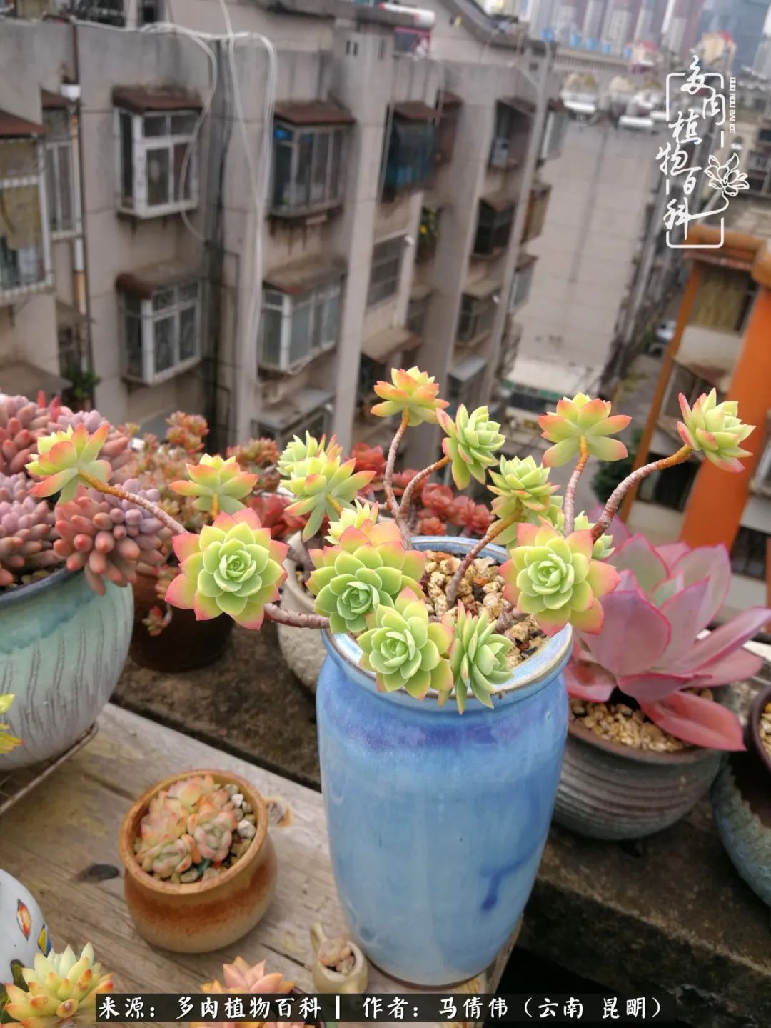 熬过了夏天的多肉,多肉熬过夏天惊艳整个秋天