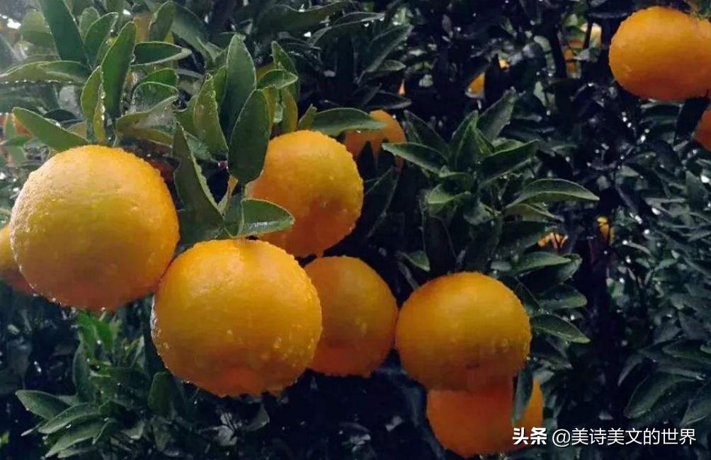 迷惘时读苏轼10句话陪你度过艰难,人生艰难时刻苏轼9句话