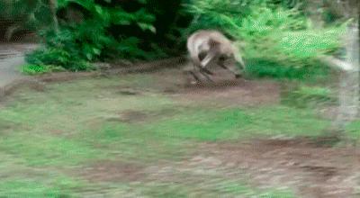 袋鼠的生殖特点是什么科普,袋鼠生殖特点科普短文