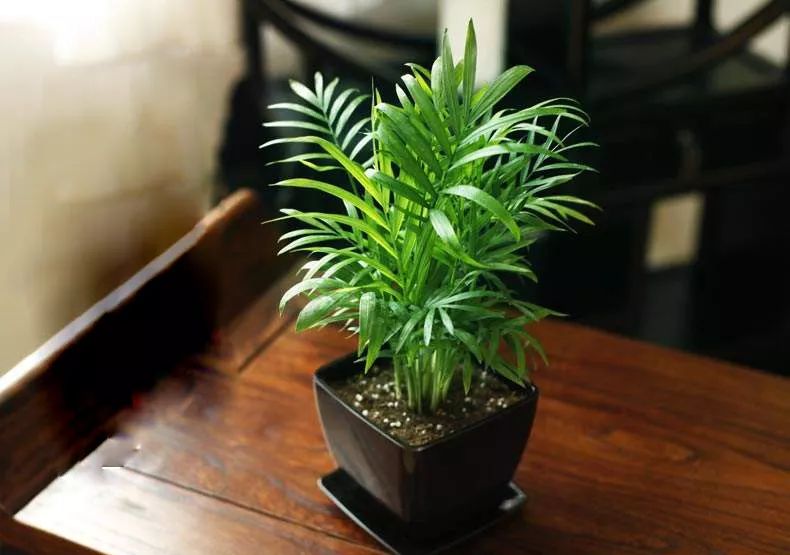 袖珍椰子最佳观赏期,阳台袖珍椰子