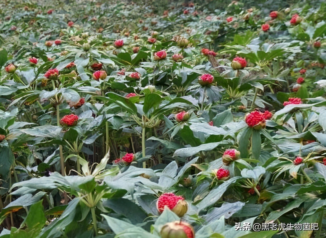 中药材重金属检验检测技术路线,中药材农残如何降解