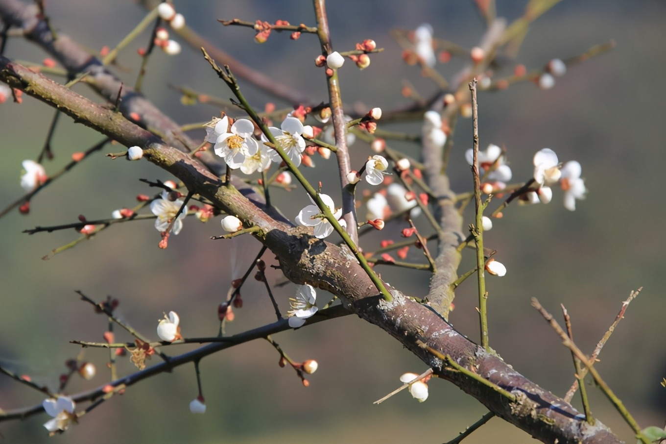 惠东梁化森林公园赏梅花,惠东梁化梅园照片