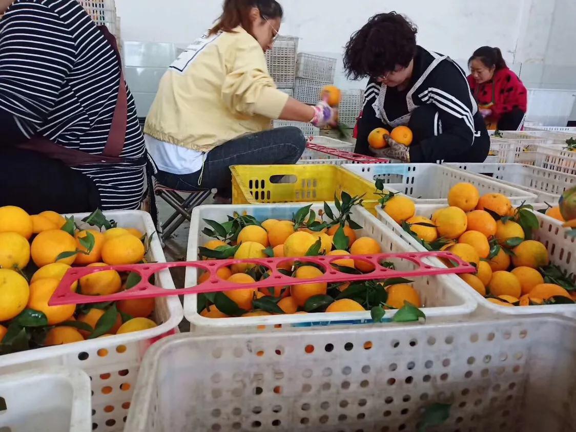 家乡的果子,家乡特产果子图片