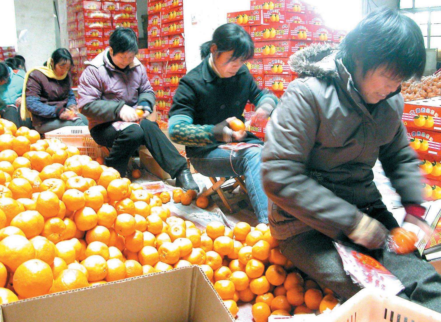 种植柑橘及销售需要哪些环节,如何把柑橘打开销路