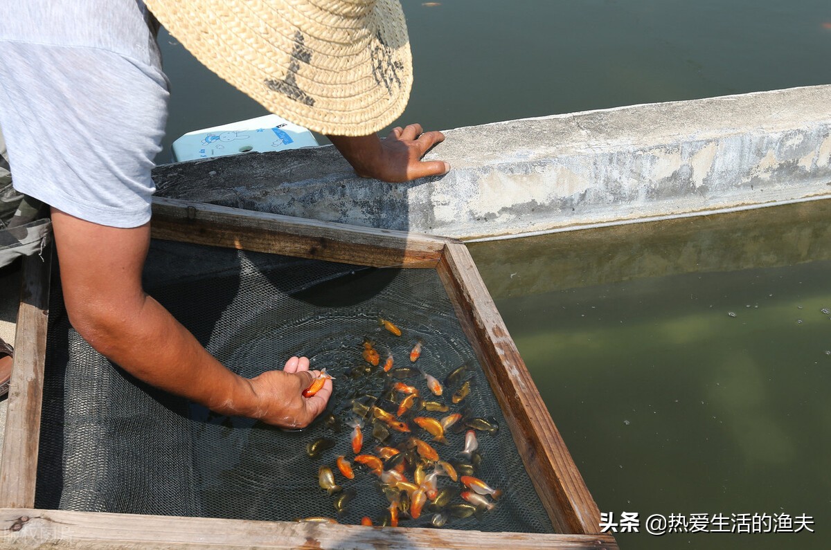 春天来了应种什么植物,刚孵出的金鱼苗怎么养