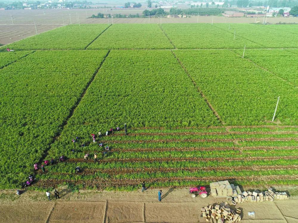 栾城区：“姜”来满满开心收获