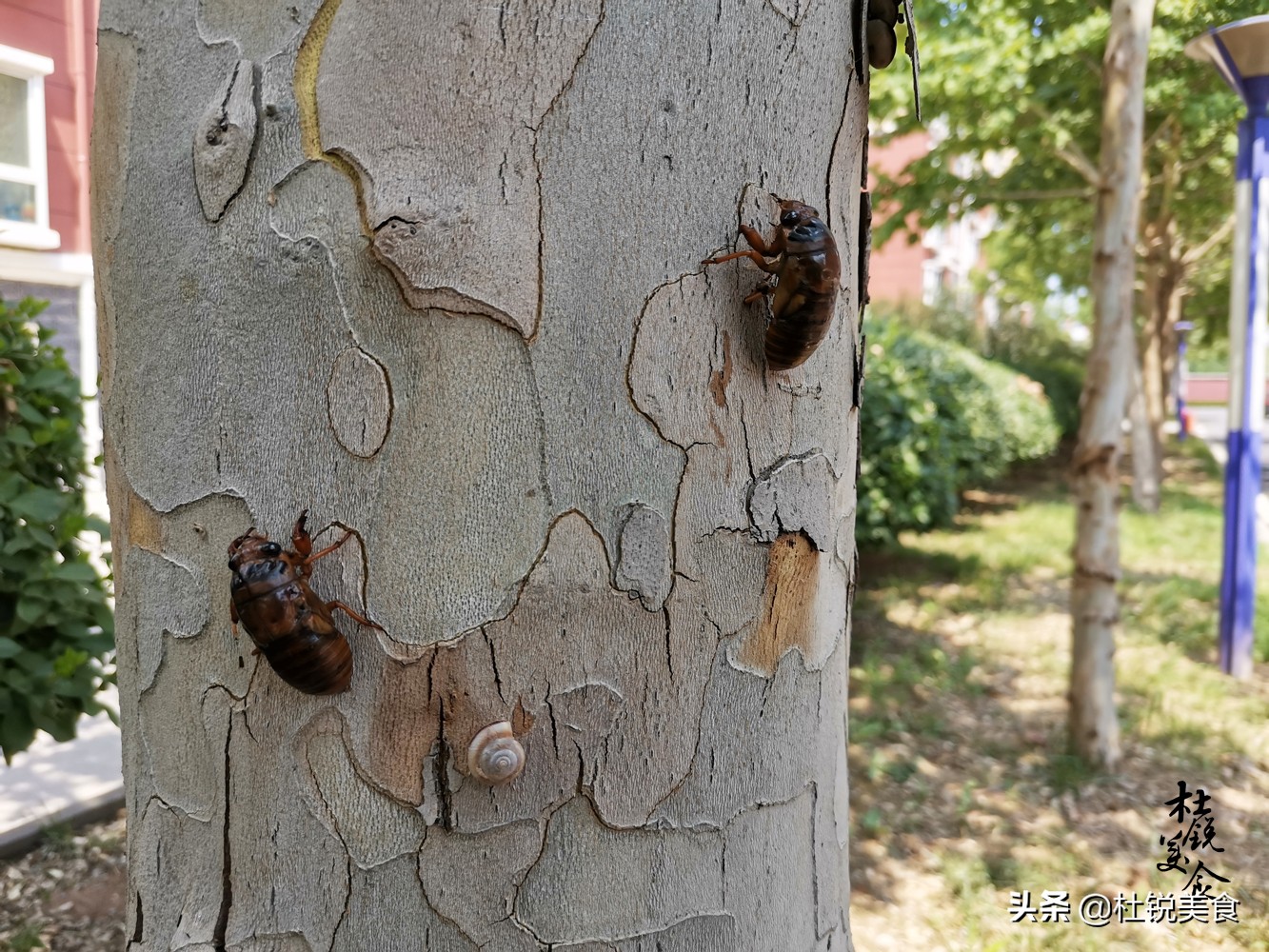 捉蝉窍门,捉蝉秘诀