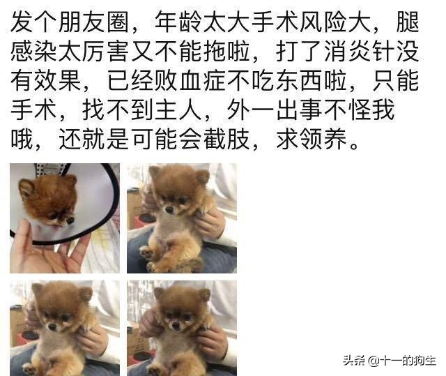 被好心人捡到，伤口复发医生不得不截肢保命，主人却上门索要赔偿