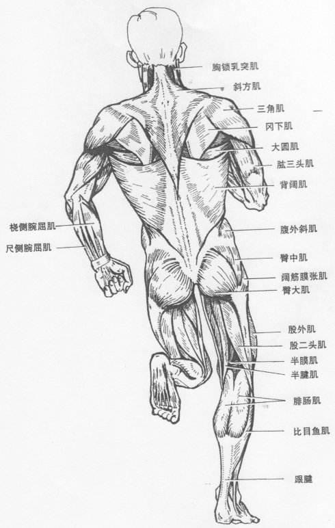 你真的了解你自己吗？其实你还没有我了解你（附身体解剖图）