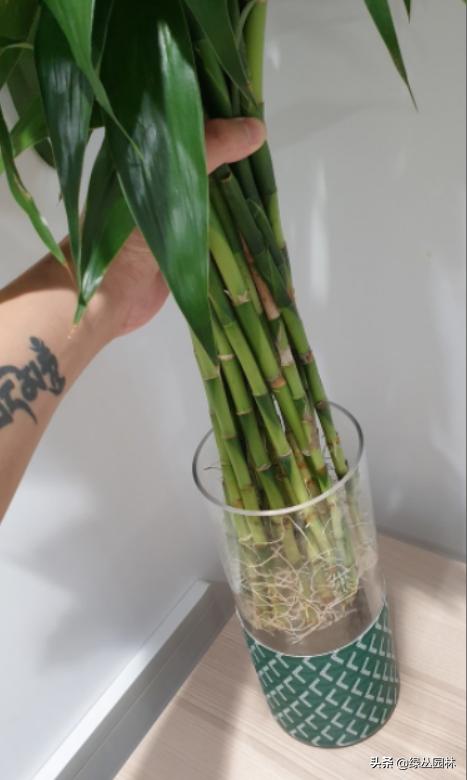 武汉养花技术哪里培训,北京养花小技巧