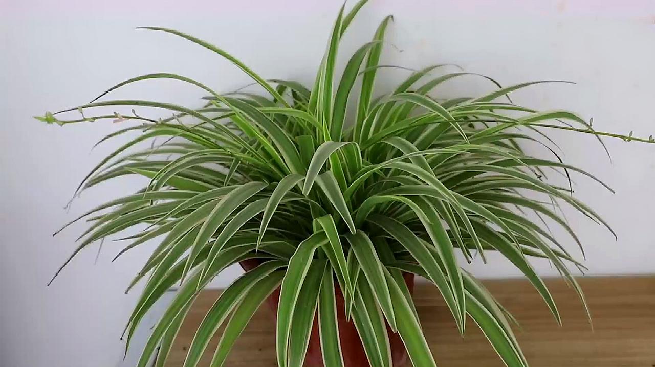 绿萝都养不活还能养什么花,好养活的懒人花绿萝